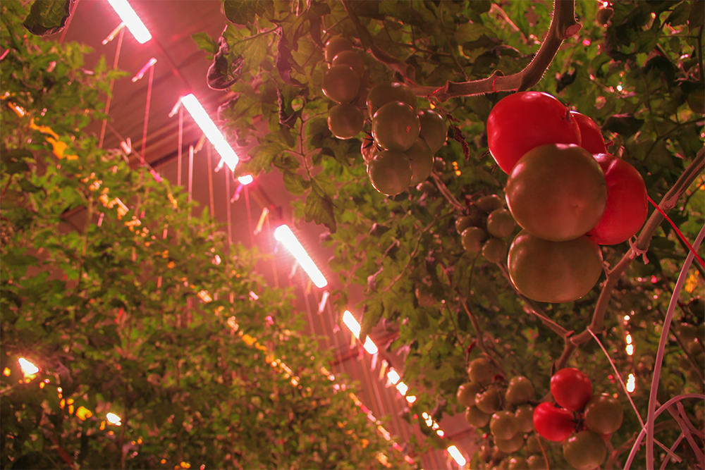 Tomatoworld with Heliospectra lights