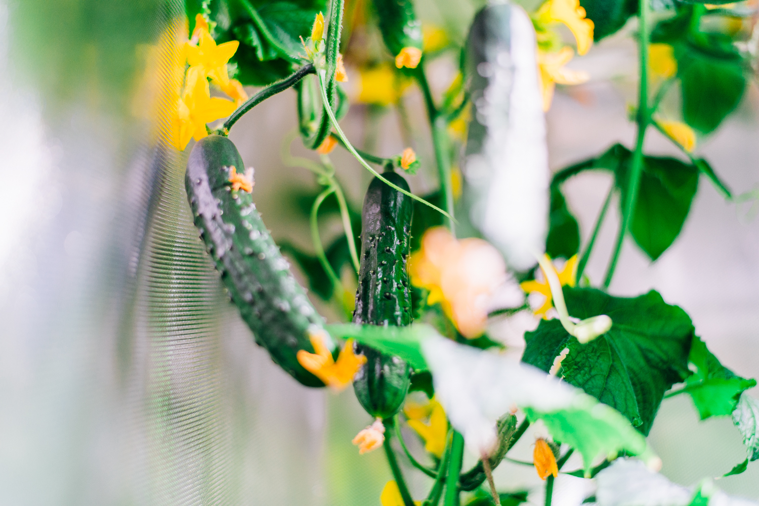 cucumber