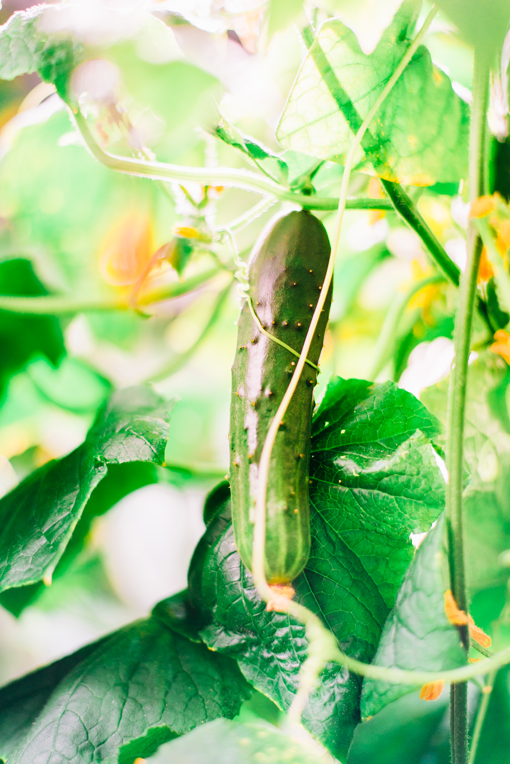 cucumber