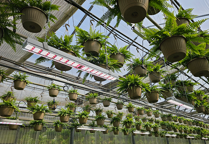 MITRA X installation at Hendriks Greenhouses