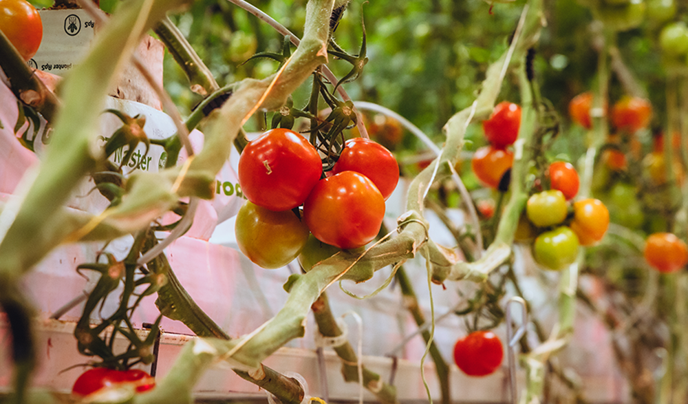 tomato