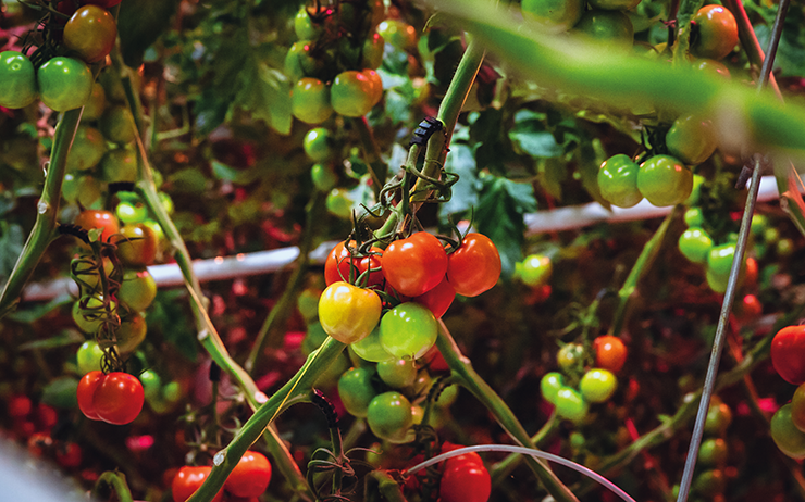 Tomatoes