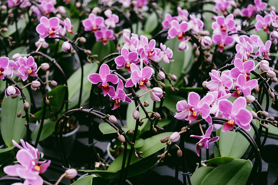 Pink orchids