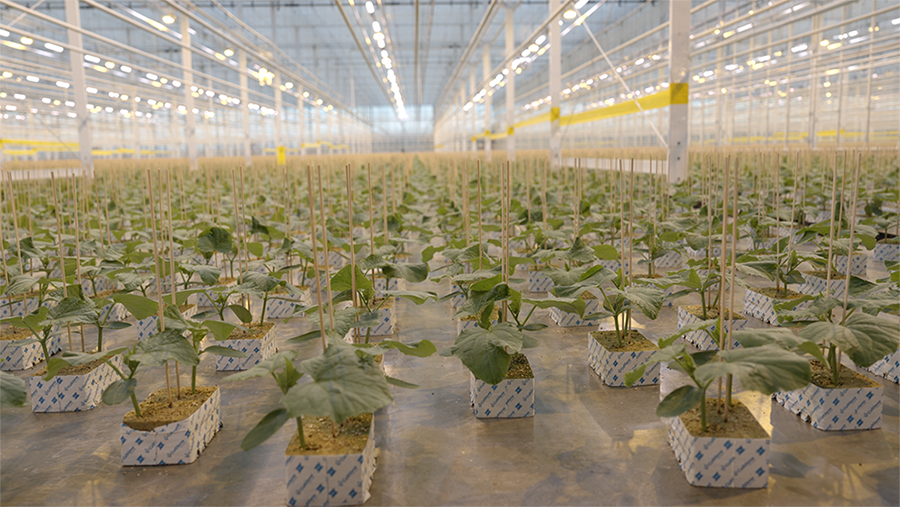 proplant propagation