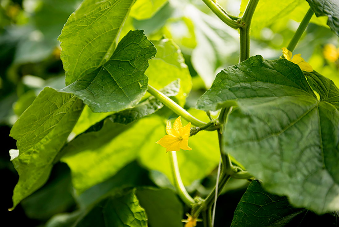 cucumber