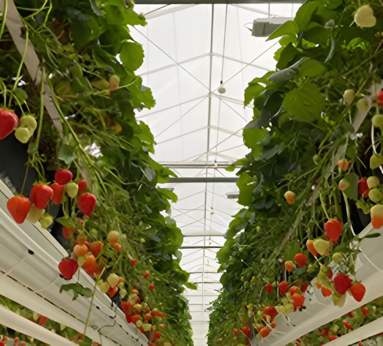 strawberries
