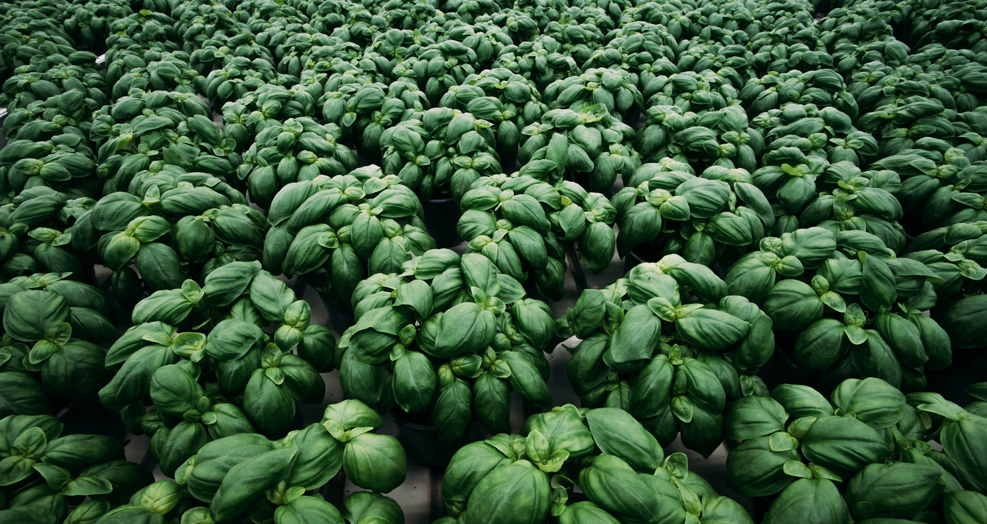 basil