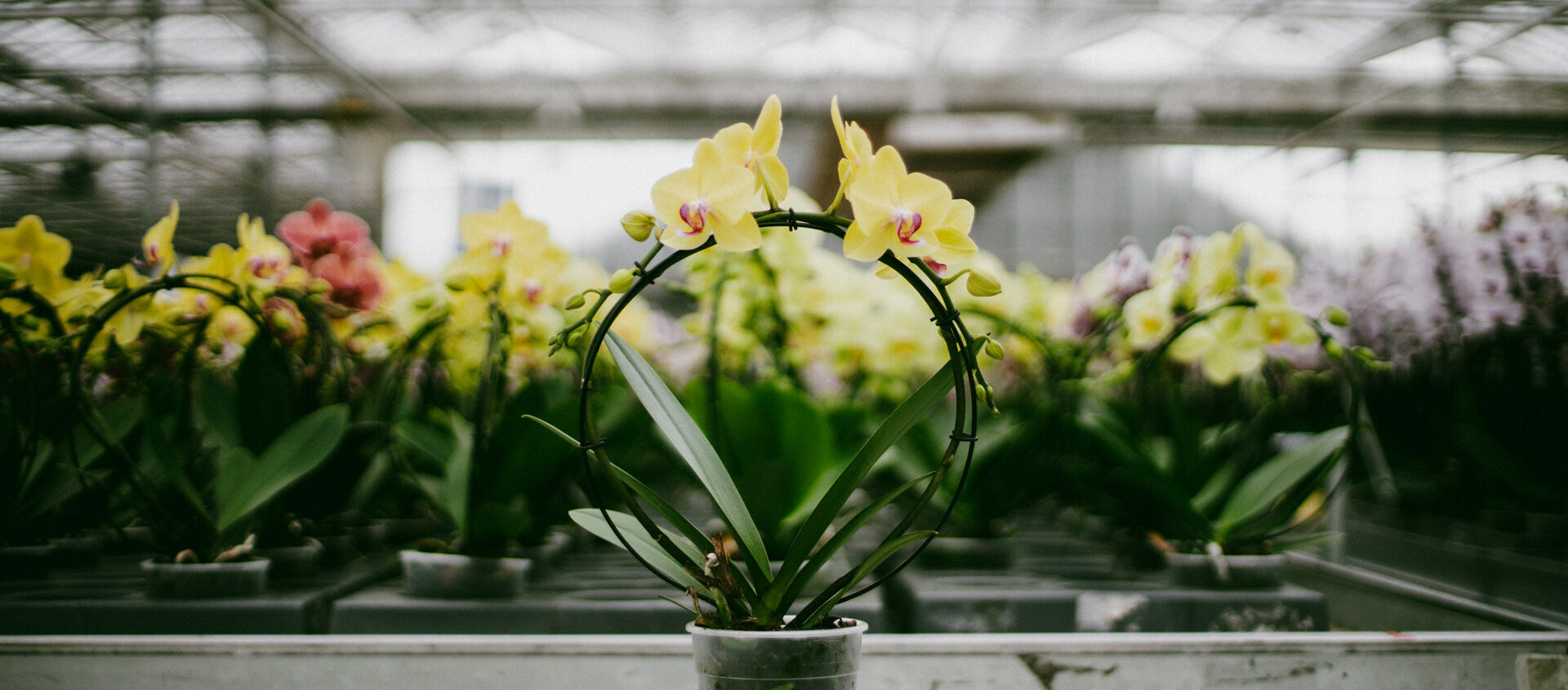 Orchid