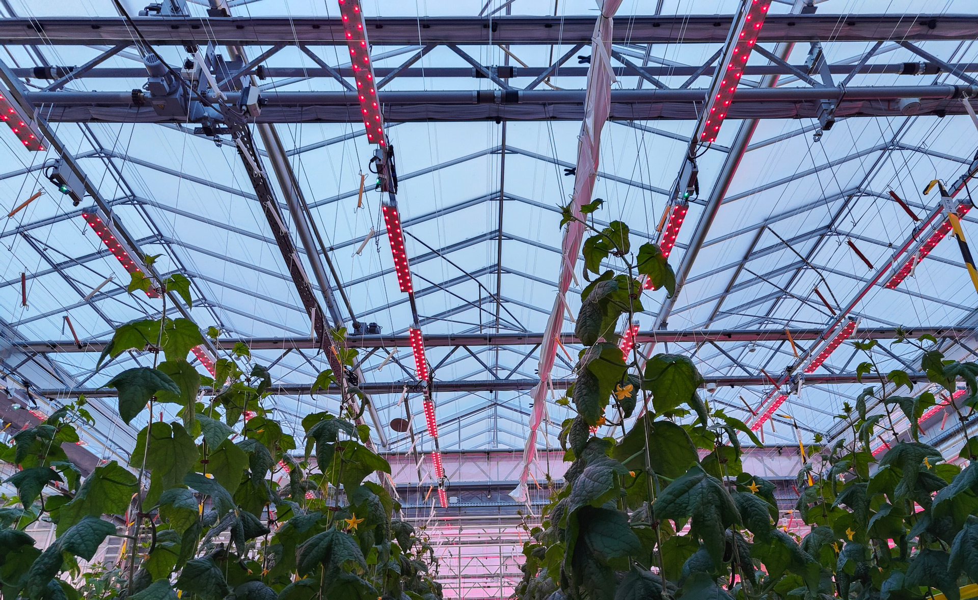MITRA X FLEX LED light at Agrotopia