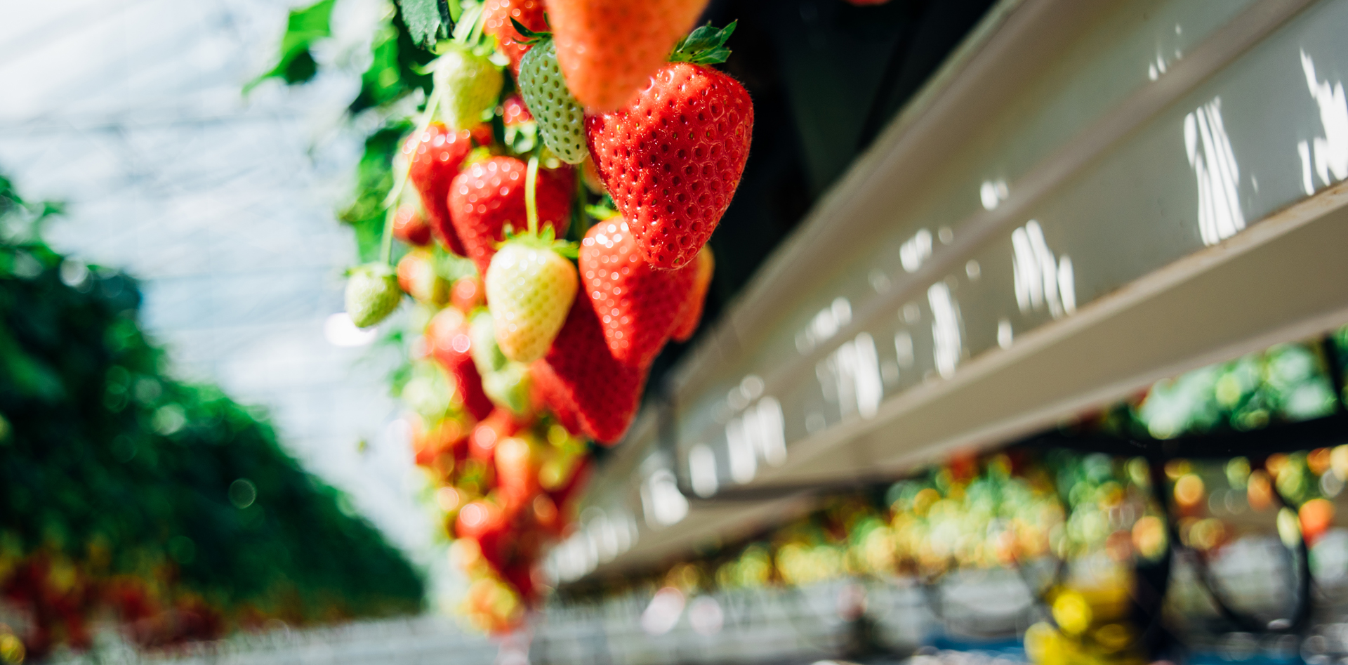 strawberries