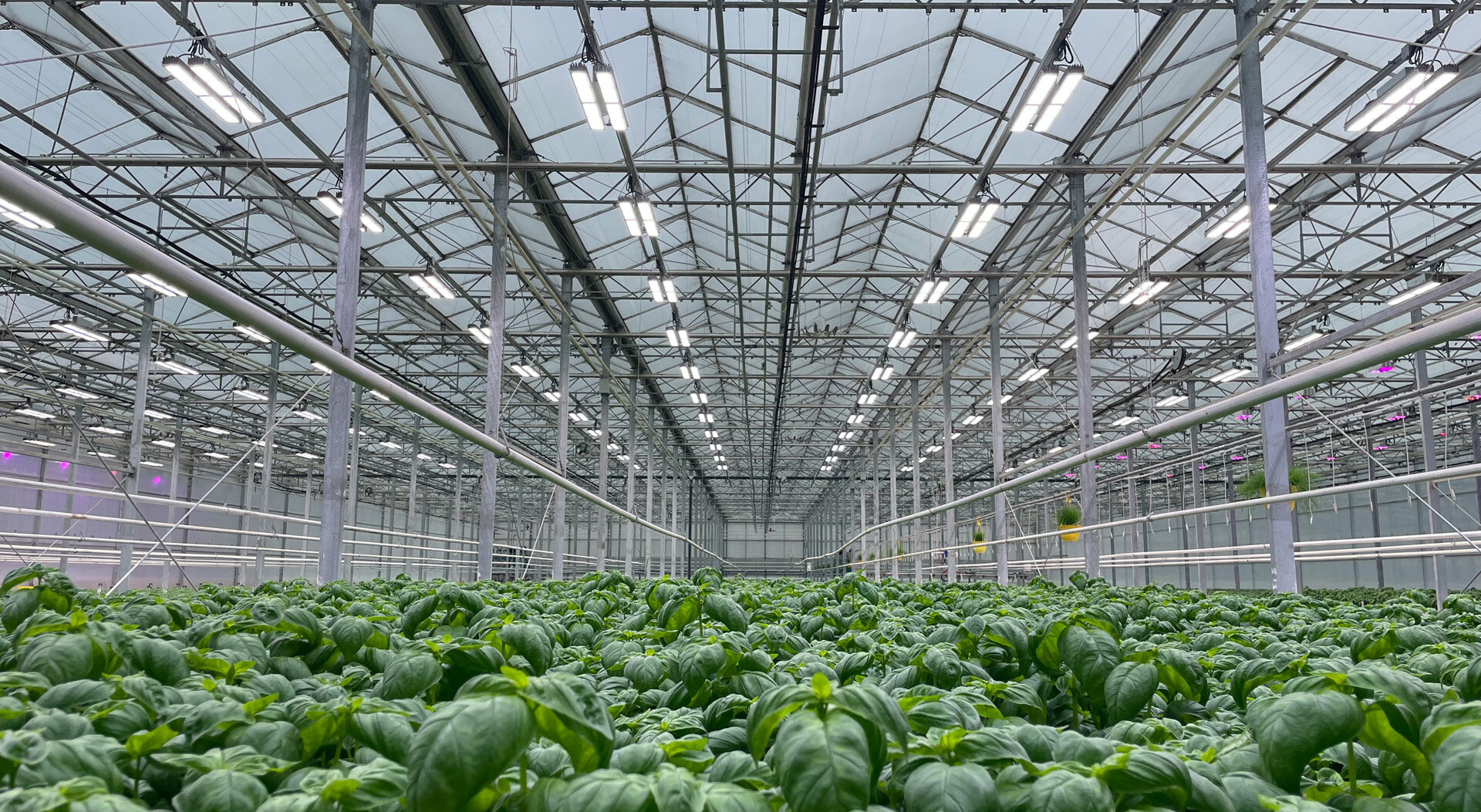 MITRA X LED light at Freeman Herb