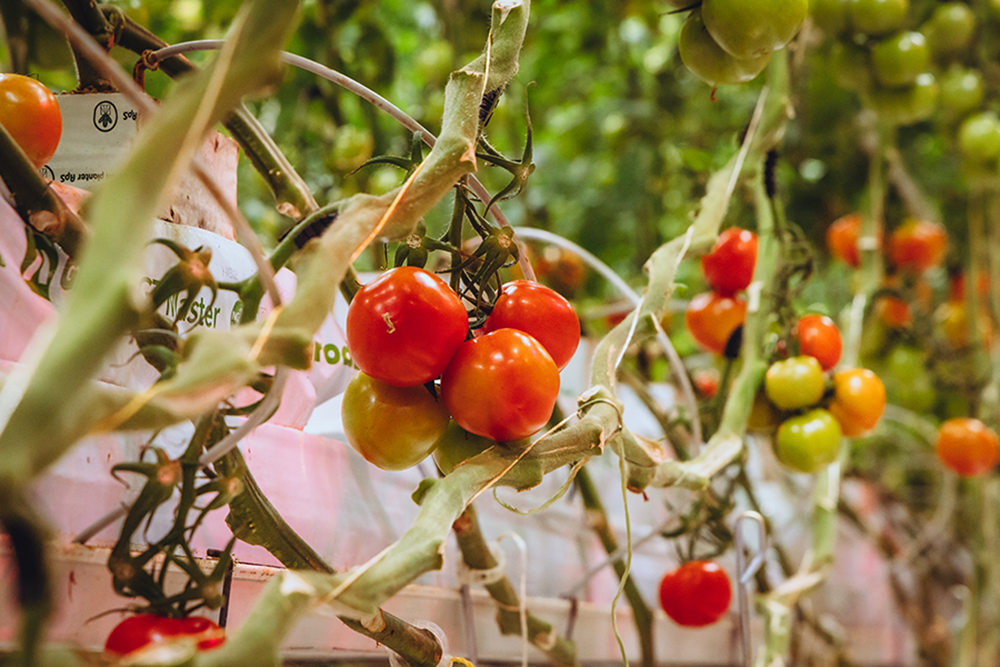 tomatoes