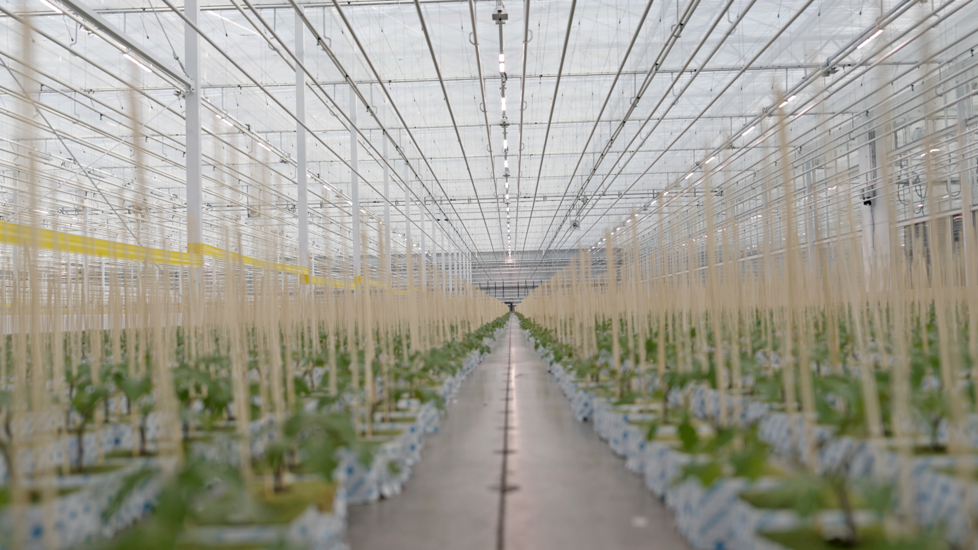 MITRA X LED grow light at Proplant Propagation