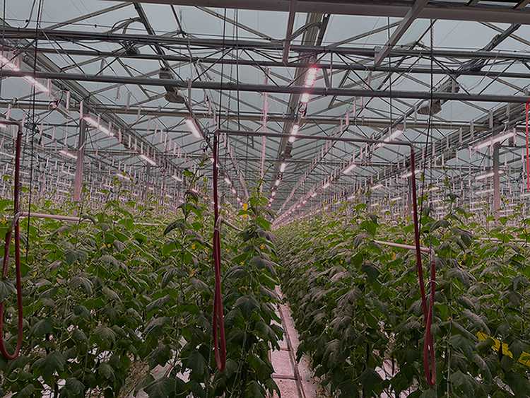 Glenwood greenhouses