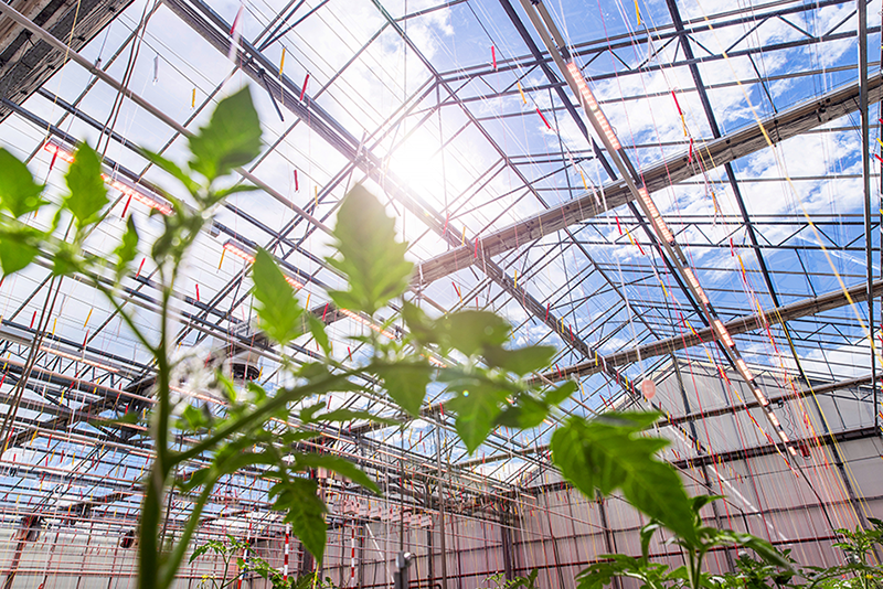 heliospectra light at tomatoworld