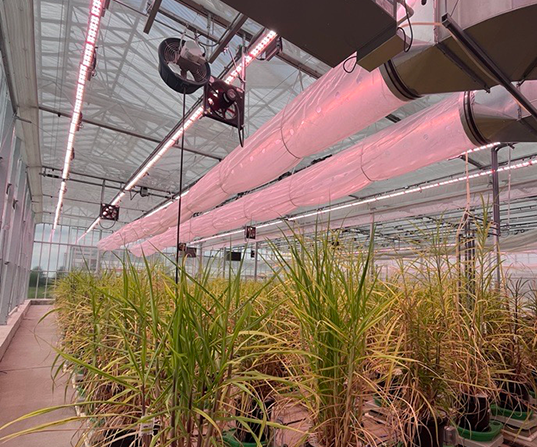 Cabbi research centre with Heliospectra lights