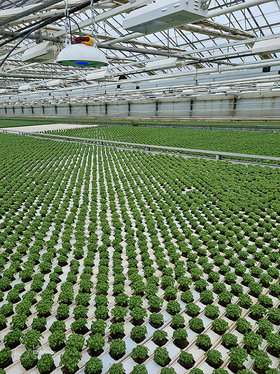 heliosense sensor