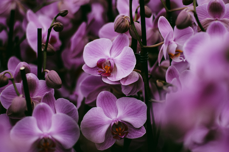 orchid
